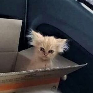 Meet your Posher, Robert